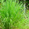 Lemon Grass Live Plant, Live Lemon Grass Plants For Outside, Lemongrass Plants Live Indoor, 2 Plants