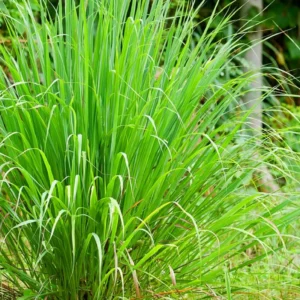 Lemon Grass Live Plant, Live Lemon Grass Plants For Outside, Lemongrass Plants Live Indoor, 2 Plants
