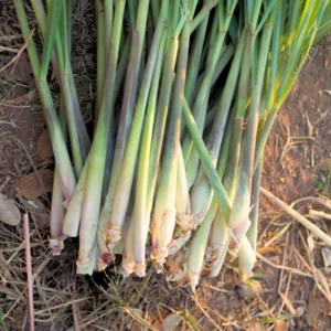 Lemon Grass Live Plant, Live Lemon Grass Plants For Outside, Lemongrass Plants Live Indoor, 2 Plants