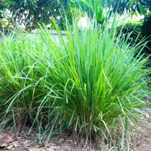 Lemon Grass Live Plant, Live Lemon Grass Plants For Outside, Lemongrass Plants Live Indoor, 2 Plants