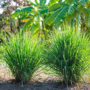 Lemon Grass Plants, Set 3 Live Rooted Lemongrass Plant, Lemon Grass Live Plant Indoor Outdoor