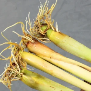 Lemongrass Plants Live, 4 Lemon Grass Live Plant, Rooted Lemongrass Plant for Planting, Lemongrass Stalks