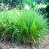 Lemon Grass Plants, Set 3 Live Rooted Lemongrass Plant, Lemon Grass Live Plant Indoor Outdoor