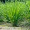 6 Live Rooted Lemongrass Plant, Lemon Grass Plants Rooted, Lemongrass Live Plant