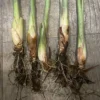 Lemongrass Plant, Set 5 Lemon Grass Live Plant, Rooted Lemongrass Plant Lemongrass Stalks