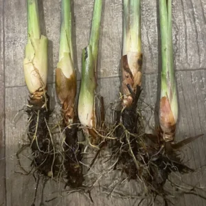Lemongrass Plant, Set 5 Lemon Grass Live Plant, Rooted Lemongrass Plant Lemongrass Stalks