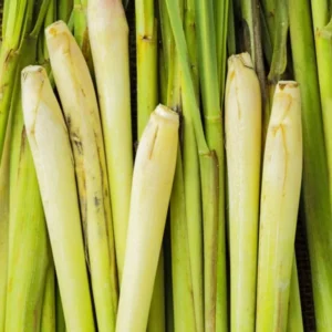 Lemongrass Plant Live Indoor, Lemon Grass for Planting, Set 7 Lemongrass Plant