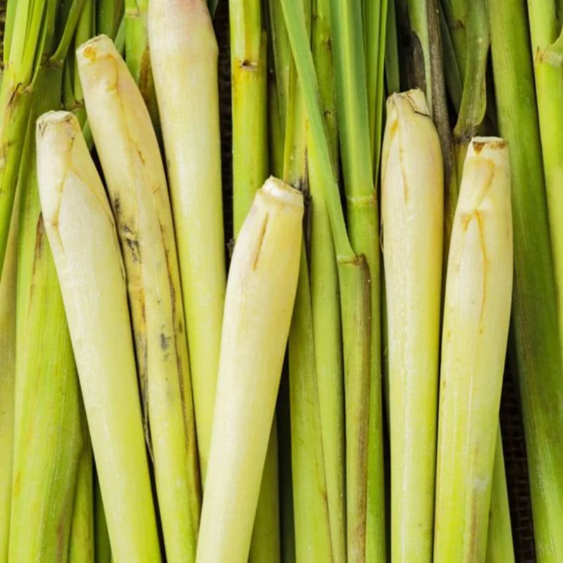 Lemongrass Plant Live Indoor, Lemon Grass for Planting, Set 7 Lemongrass Plant