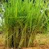 Lemongrass Plants for Planting Outside, Set 8 Lemongrass Plants, Live Lemongrass Herb Plant