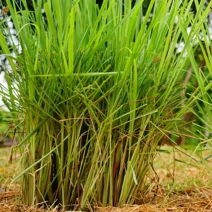 Lemongrass Plants for Planting Outside, Set 8 Lemongrass Plants, Live Lemongrass Herb Plant