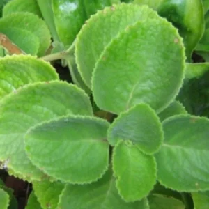 Cuban Oregano Plant Live, Mexican Oregano Plants, Spanish Thyme Plant for Planting 3