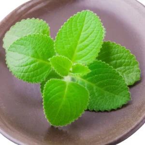 Cuban Oregano Plant Live, Mexican Oregano Plants, Spanish Thyme Plant for Planting 3