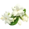 Jasmine Plant, Arabian Jasmine Live Plant, Orleans Sambac Jasmine Plant Outdoor, Maid of Orleans Jasmine Plant Indoor, 5 to 7 Inches Tall