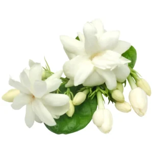 Jasmine Plant, Arabian Jasmine Live Plant, Orleans Sambac Jasmine Plant Outdoor, Maid of Orleans Jasmine Plant Indoor, 5 to 7 Inches Tall