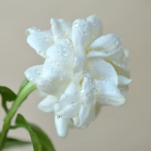 Jasmine Plant, Arabian Jasmine Live Plant, Orleans Sambac Jasmine Plant Outdoor, Maid of Orleans Jasmine Plant Indoor, 5 to 7 Inches Tall