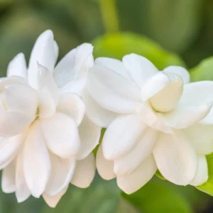 Jasmine Plant, Arabian Jasmine Live Plant, Orleans Sambac Jasmine Plant Outdoor, Maid of Orleans Jasmine Plant Indoor, 5 to 7 Inches Tall