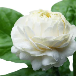 Jasmine Plant, Arabian Jasmine Live Plant, Grand Duke Jasmine Plant Outdoor, Jasmine Plant Indoor, 5 to 7 Inches Tall