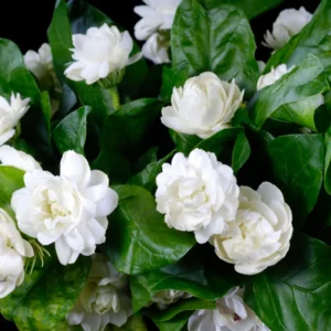 Jasmine Plant, Arabian Jasmine Live Plant, Grand Duke Jasmine Plant Outdoor, Jasmine Plant Indoor, 5 to 7 Inches Tall