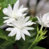 Jasmine Plant, Arabian Jasmine Live Plant, Sambac Jasmine Plants Outdoor, Jasmine Plant Indoor, 5 to 7 Inches Tall