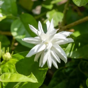 Jasmine Plant, Arabian Jasmine Live Plant, Sambac Jasmine Plants Outdoor, Jasmine Plant Indoor, 5 to 7 Inches Tall