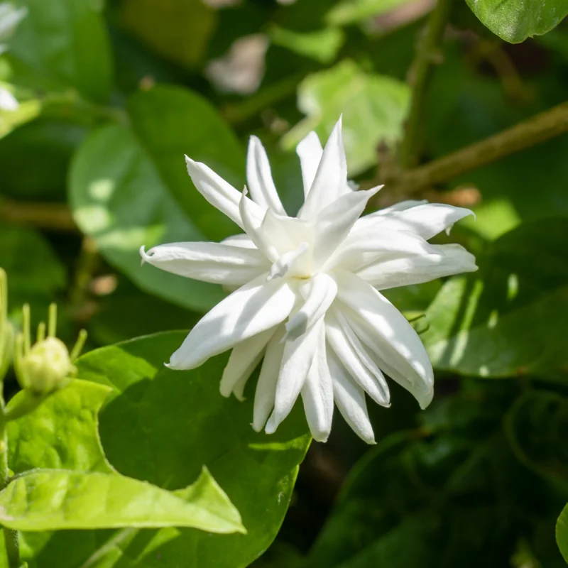 Jasmine Plant, Arabian Jasmine Live Plant, Sambac Jasmine Plants Outdoor, Jasmine Plant Indoor, 5 to 7 Inches Tall