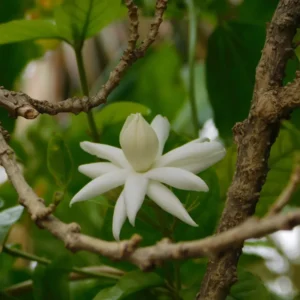 Jasmine Plant, Arabian Jasmine Live Plant, Sambac Jasmine Plants Outdoor, Jasmine Plant Indoor, 5 to 7 Inches Tall