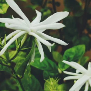 Jasmine Plant, Arabian Jasmine Live Plant, Sambac Jasmine Plants Outdoor, Jasmine Plant Indoor, 5 to 7 Inches Tall