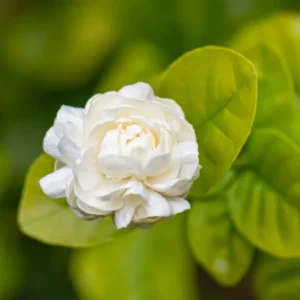Jasmine Plant, Arabian Jasmine Live Plant, Grand Duke Jasmine Plant Outdoor, Jasmine Plant Indoor, 5 to 7 Inches Tall