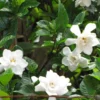Jasmine Plant, Cape Jasmine Live Plant, Frostproof Jasmine Plants Outdoor, Gardenia Plant Live Indoor, 5 to 7 Inches Tall