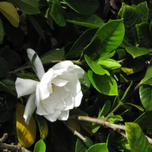 Jasmine Plant, Cape Jasmine Live Plant, Frostproof Jasmine Plants Outdoor, Gardenia Plant Live Indoor, 5 to 7 Inches Tall