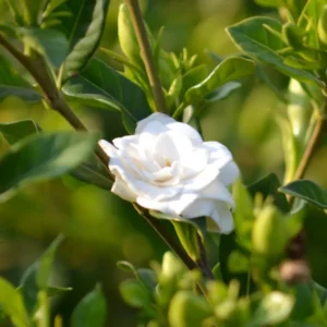 Jasmine Plant, Cape Jasmine Live Plant, Frostproof Jasmine Plants Outdoor, Gardenia Plant Live Indoor, 5 to 7 Inches Tall