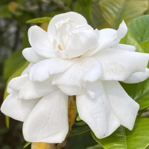 Jasmine Plant, Cape Jasmine Live Plant, Frostproof Jasmine Plants Outdoor, Gardenia Plant Live Indoor, 5 to 7 Inches Tall