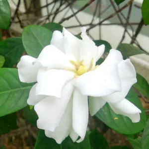 Jasmine Plant, Cape Jasmine Live Plant, Frostproof Jasmine Plants Outdoor, Gardenia Plant Live Indoor, 5 to 7 Inches Tall