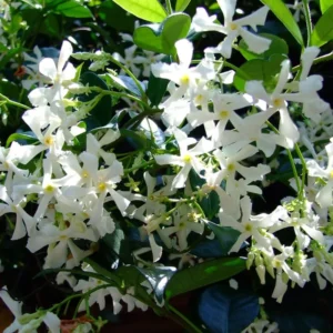 Jasmine Plant, Star Jasmine Live Plant, Live Jasmine Plants Outdoor, Jasmine Plant Live Indoor, 5 to 7 Inches Tall
