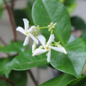 Jasmine Plant, Star Jasmine Live Plant, Live Jasmine Plants Outdoor, Jasmine Plant Live Indoor, 5 to 7 Inches Tall