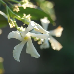 Jasmine Plant, Star Jasmine Live Plant, Live Jasmine Plants Outdoor, Jasmine Plant Live Indoor, 5 to 7 Inches Tall