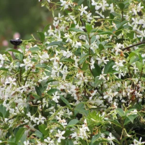 Jasmine Plant, Star Jasmine Live Plant, Live Jasmine Plants Outdoor, Jasmine Plant Live Indoor, 5 to 7 Inches Tall