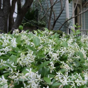 Jasmine Plant, Star Jasmine Live Plant, Live Jasmine Plants Outdoor, Jasmine Plant Live Indoor, 5 to 7 Inches Tall