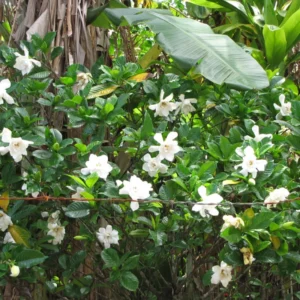 Jasmine Plant, Cape Jasmine Live Plant, Frostproof Jasmine Plants Outdoor, Gardenia Plant Live Indoor, 5 to 7 Inches Tall