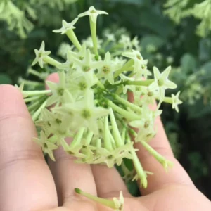 Jasmine Plant, Night Blooming Jasmine Plant, Night Jasmine Live Plant, Night Jasmine Plant Outdoor Indoor, 5 to 7 Inches Tall