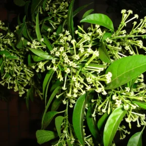 Jasmine Plant, Night Blooming Jasmine Plant, Night Jasmine Live Plant, Night Jasmine Plant Outdoor Indoor, 5 to 7 Inches Tall