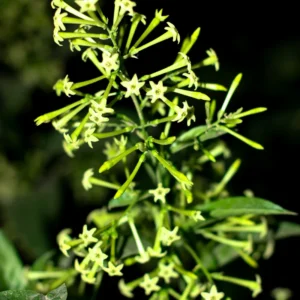 Jasmine Plant, Night Blooming Jasmine Plant, Night Jasmine Live Plant, Night Jasmine Plant Outdoor Indoor, 5 to 7 Inches Tall