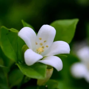 Jasmine Plant, Orange Jasmine Live Plant, Live Jasmine Plants Outdoor, Gardenia Plant Live Indoor, 5 to 7 Inches Tall