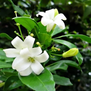 Jasmine Plant, Orange Jasmine Live Plant, Live Jasmine Plants Outdoor, Gardenia Plant Live Indoor, 5 to 7 Inches Tall