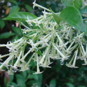 Jasmine Plant, Night Blooming Jasmine Plant, Night Jasmine Live Plant, Night Jasmine Plant Outdoor Indoor, 5 to 7 Inches Tall