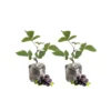 Blackberry Plants, Set 2 Thornless Blackberry Plants Live for Planting, Blackberry Bush Live Plant, Blackberries Plants, Fruit Bushes Live Plant Outdoor