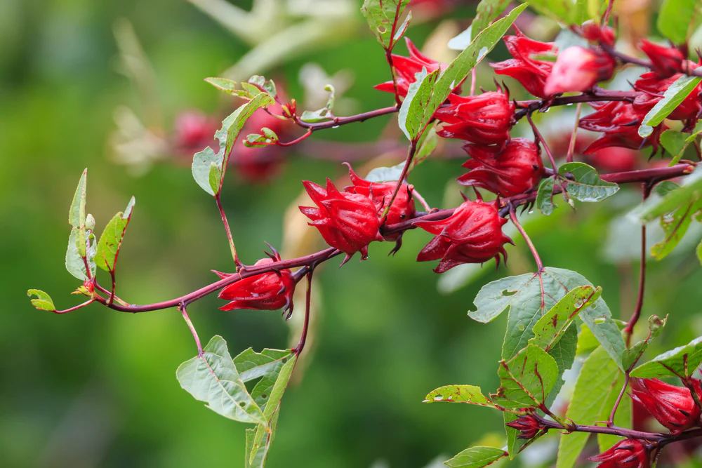 Roselle Hibiscus