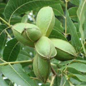 Pecan Tree - 6-12