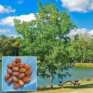 Pecan Tree - 6-12" Tall Live Plant - 4" Pot - Hardy Pecan Nut Seedling - Carya illinoinensis