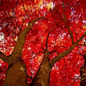 2 Red Maple Trees - 36